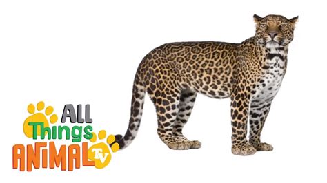 Leopards Animals For Children Kids Videos Kindergarten Preschool