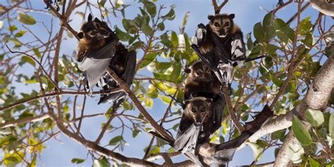 A Single Heat Wave Killed One Third Of Spectacled Fruit Bats In Australia