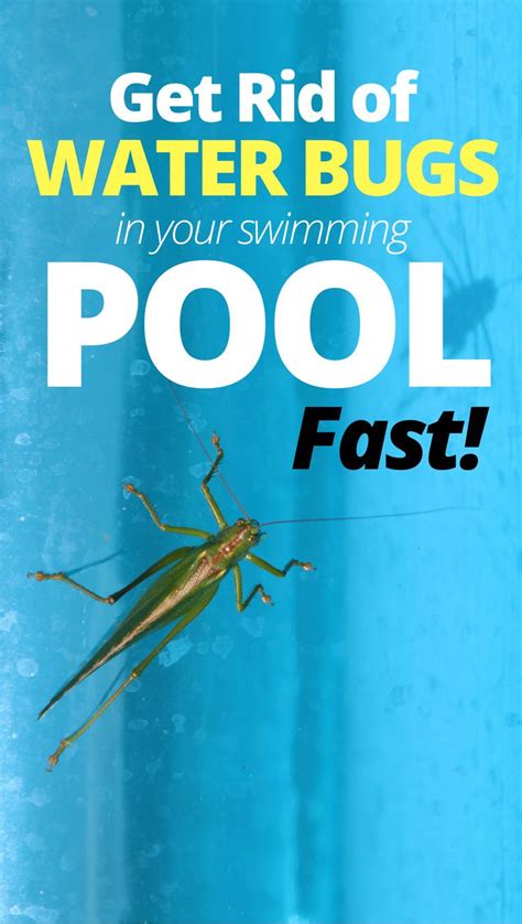 How To Get Rid Of Waterbugs In Pool