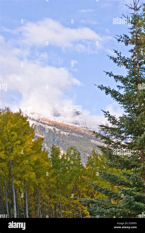 Forest In Foreground With Cloud Wrapped Snow Capped Mountain Peak In