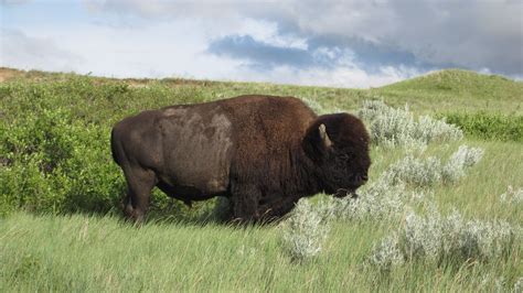The Bison Roam Freely In Parts Of The Badlands National Park Cool