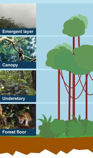 Bbc Bitesize Ks3 Geography Tropical Rainforest Biomes Revision 1