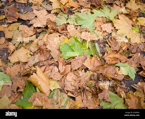 Pavement Sidewalk Autumn Hi Res Stock Photography And Images Alamy