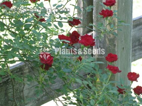 Red Cascade Rose Plants And Seeds