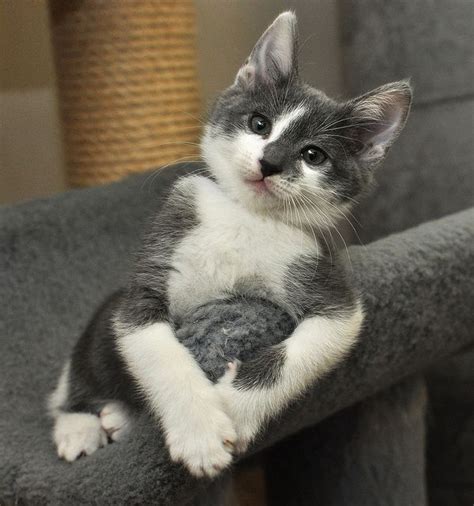 The Most Interesting Kitten In The World Cute Animals
