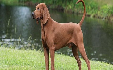 Redbone Coonhound Where The Red Fern Grows