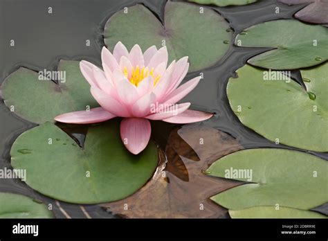 Hybrid Water Lily Nymphaea Stock Photo Alamy