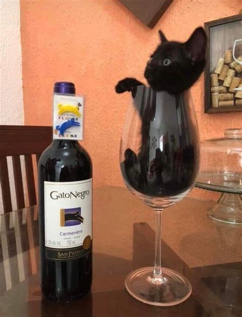 Black Cat Is The Name Of The Wine Rcats