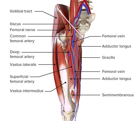 Thigh Anatomy Concise Medical Knowledge