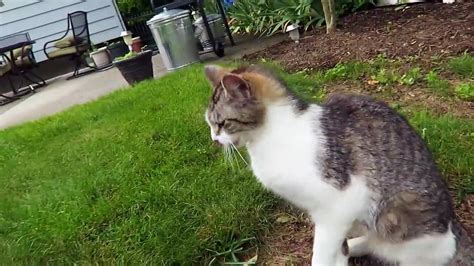 Cute Cat Video Friendly Feral Cat In My Yard Meowing Vidéo