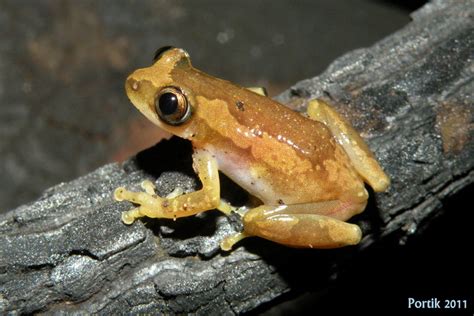 Calphotos Afrixalus Dorsalis Striped Spiny Reed Frog