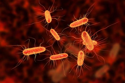 E Coli What Is The Bacteria And What Are The Symptoms Of Infection The Independent The