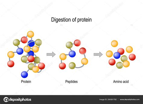 Contribute to lunarlite/proteasen development by creating an account on github. Vertering van eiwitten. Enzymen (proteasen en Peptidases ...