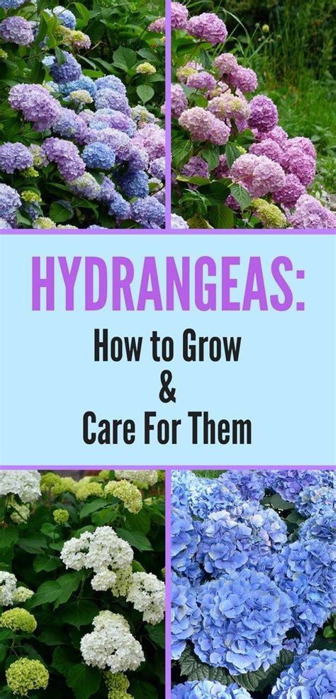 Learn How To Grow And Care For Hydrangeas With Just A Few Simple