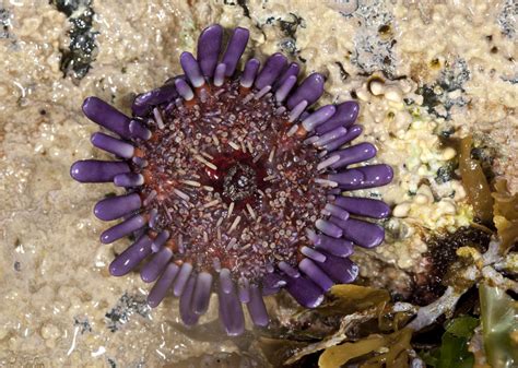 Photos Of Sea Urchins Echinoidea