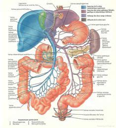 Either side of the cerebrum your cerebellum is the second largest part of your brain. Human Organs Diagram Back View | Health and Wellbeing | Pinterest