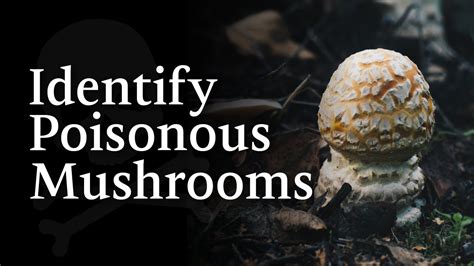 4 Common Poisonous Mushrooms You Need To Know Youtube