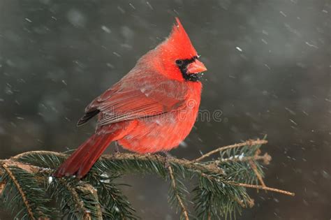 Cardinal In Snow Stock Image Image Of Snowing Bird 49479145