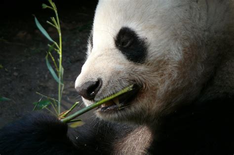 A Panda Bears Diet