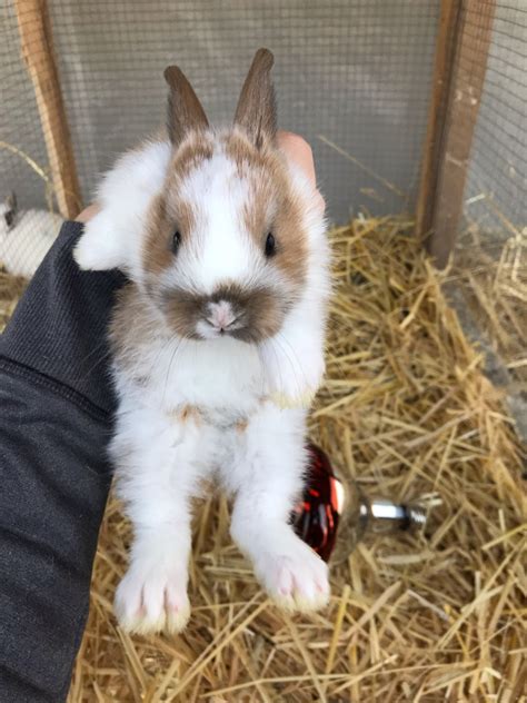 Maybe you would like to learn more about one of these? Lionhead rabbit Rabbits For Sale | Rossville, GA #288731