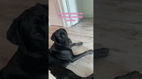 Funny Dog Reaction Video Youtube