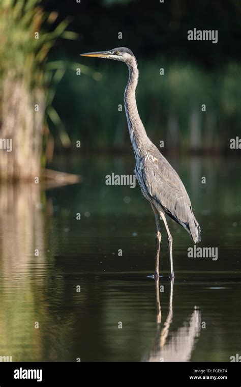 Great Blue Heron Wading In Marsh With Shallow Water Stock Photo Alamy