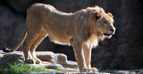 Zoo Lions Killed After Suicidal Naked Man Jumps In Enclosure Cbs