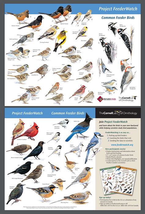 8 Easy Ways To Identify Backyard Birds Bird Photography Life