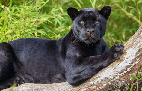 Zwarte Panter Op Een Boom Fotobehang