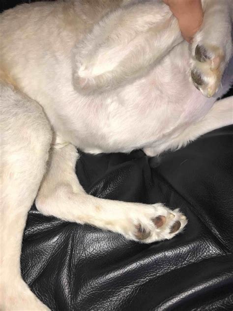 Hi Petcoach My Dog Has Medium Sized Lump Under His Skin Right By His
