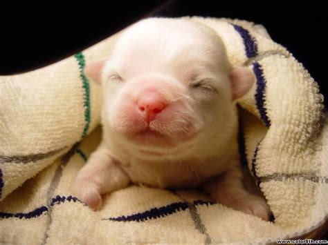 Cute Baby Animal Screensavers Baby Puppy Wallpaper 24032