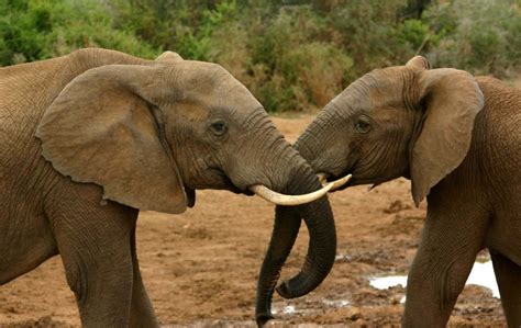 Mating Images Of Elephant Peepsburghcom