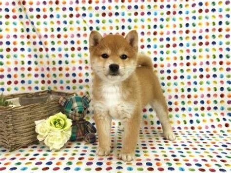 They are all up to date on shots and deworming, microchipped, registered and come with a 2 year health. Shiba Inu puppy for Sale in LOS ANGELES, CA, USA. ADN ...