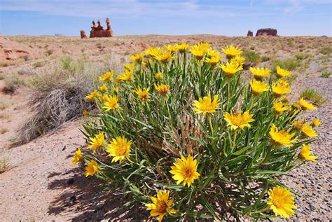 Daisy Flowers In Desert Stock Image Image Of Desert 20229583