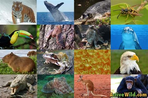 Animals: The Ultimate Guide To The Animal Kingdom - Information, Fun