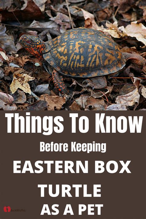 Things To Know Before Keeping Eastern Box Turtle As Pet How To Take Best Care Of Eastern Box