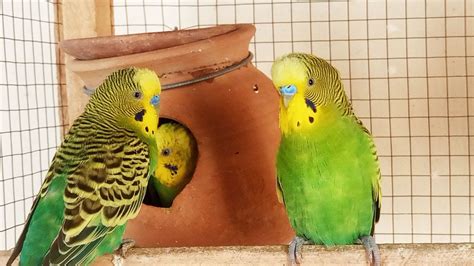 8 Hr Cute Budgie Sounds For Your Sad Birds And Budgies Amazing Budgies