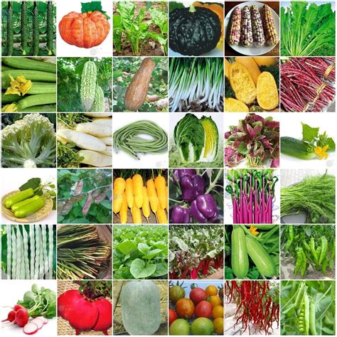 Here are the finest heirloom vegetable seeds we can find. 60kinds Heirloom Garden vegetable seed Non-GMO seeds bank ...