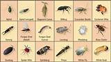 Pictures of Garden Pest Identification Chart