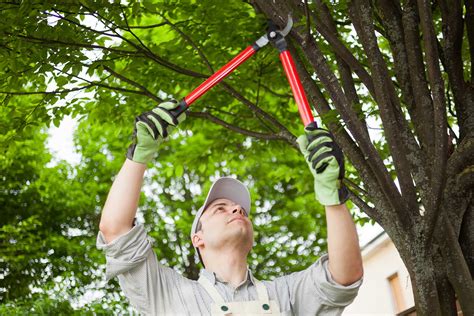 Tree Pruning Why Is It Important Stpartysday