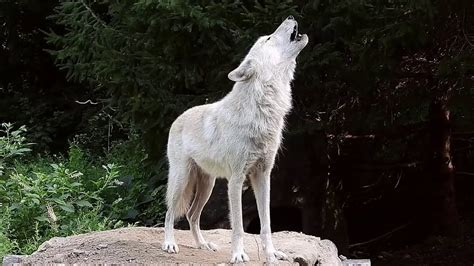 How To Describe A Wolf Howl Emely Has Ross