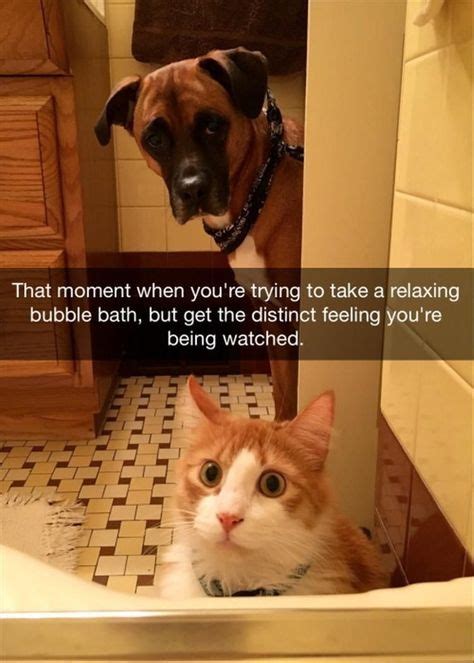 These Cats Are Truly Concerned Everytime You Enter The Bathtub Memes