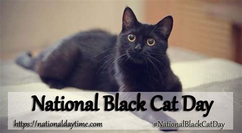 Black Cat Adoption Rates 2021 Cat Meme Stock Pictures And Photos