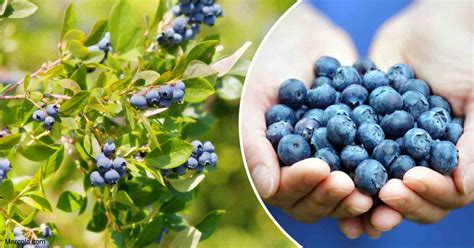 How To Grow Blueberries