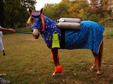 10 Halloween Costume Ideas For Your Horse Pictures Horse Costumes