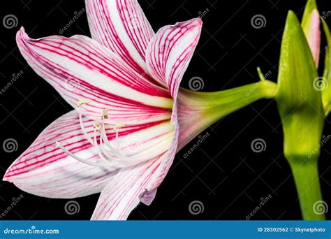 Star Lily Flower Stock Photo Image Of Lilly Live Lily 28302562