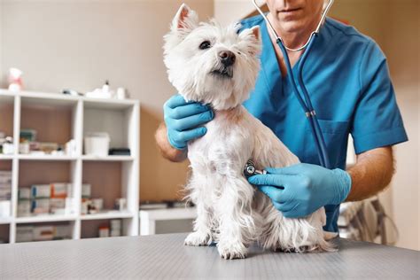 5 Reasons To Get Your Pet Checked Regularly With A Vet Did You Know Pets