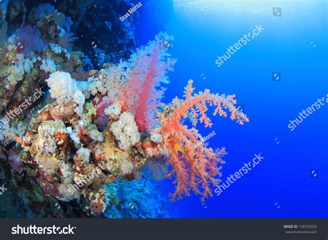 Marine Life In The Red Sea Stock Photo 134733323