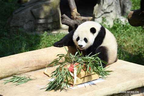 Panda Twins Celebrate First Birthday At Chongqing Zoo Xinhua