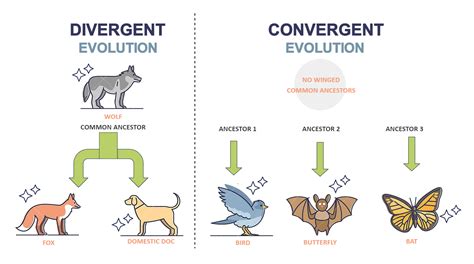 Convergent Evolution Vs Divergent Evolution